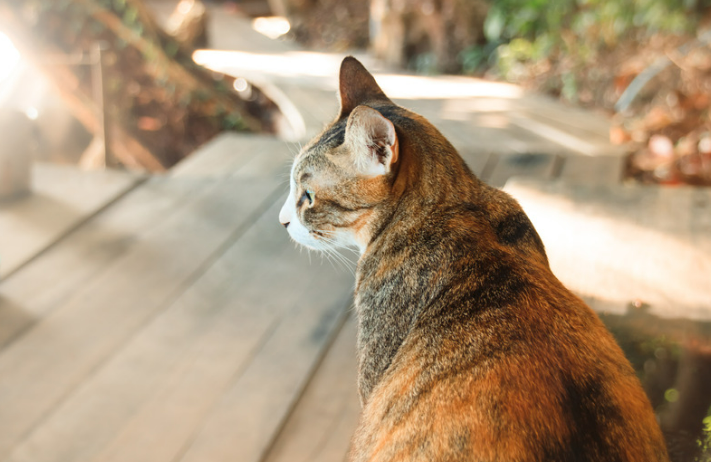Easy Solutions for a Cat-Free Yard