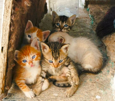 Effective Cat Repellent Solutions