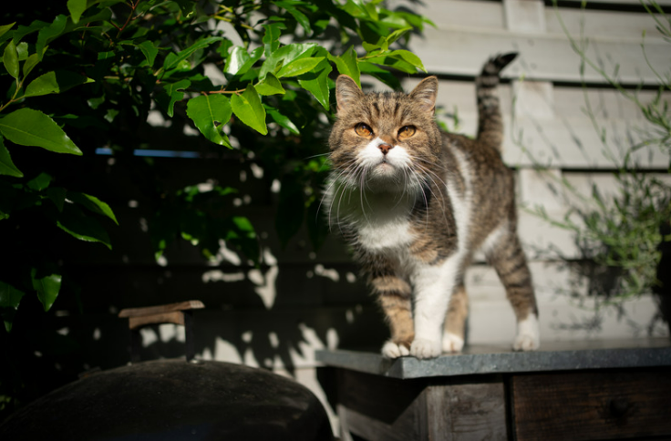Effective Cat Repellent Strategies