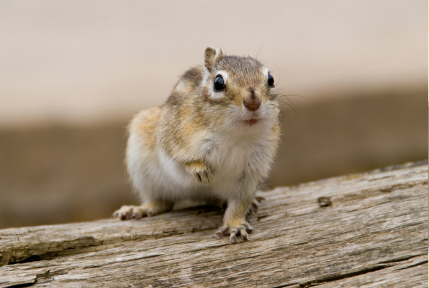 Effective Chipmunk Repellent Strategies