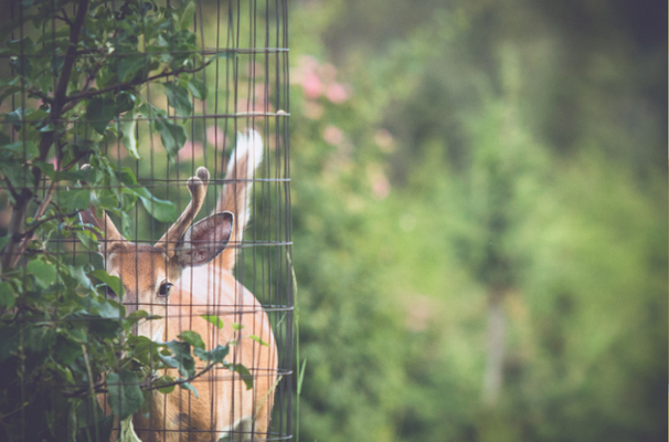 Effective Deer Protection Strategies
