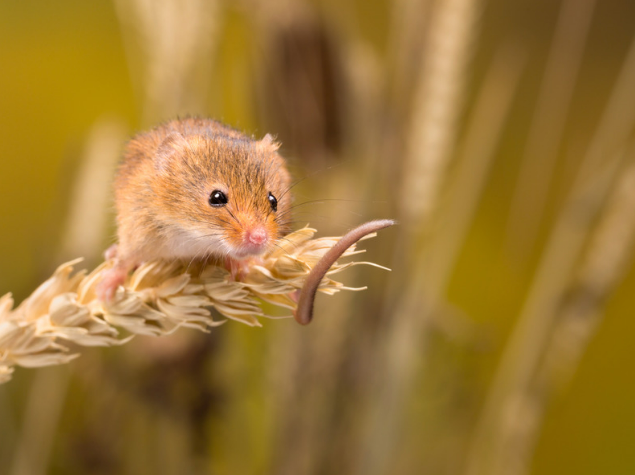 Effective Natural Rodent Repellents