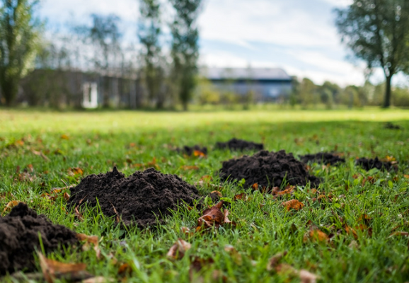 Eradicating Moles