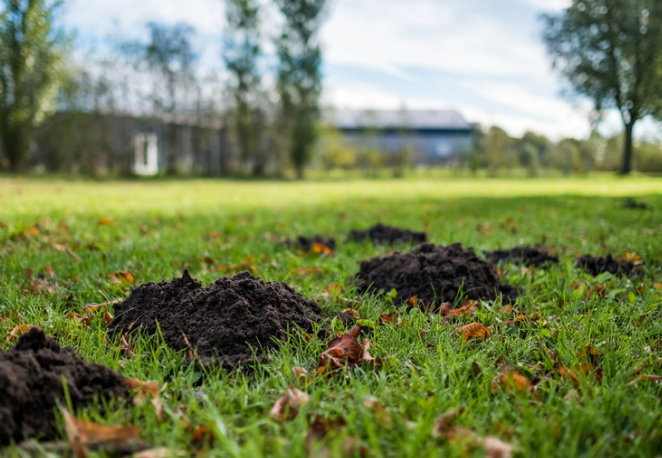 Eradicating Moles