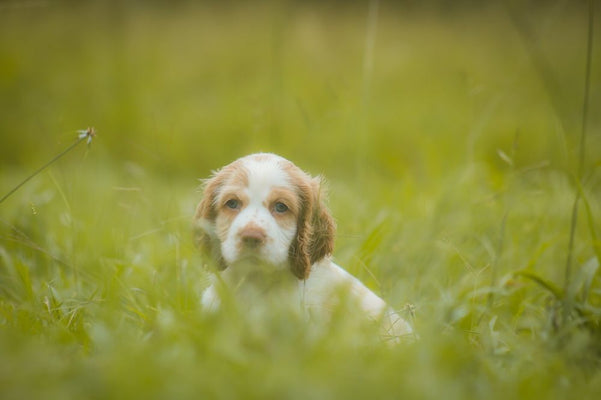 6 Things You Must Know When Using Granular Dog Repellent for Yard