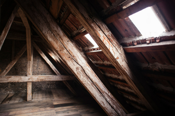 Get Squirrels Out of Your Attic