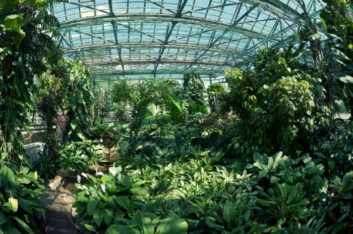 Guide to Botanical Rodent Repellent