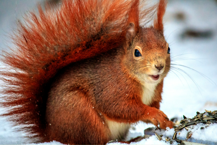 Guide to Squirrel Control