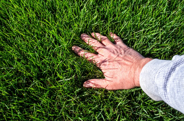 How to Prevent a Mole and Vole Infestation in Your Yard