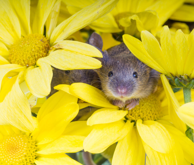 How to keep mice out of the garden