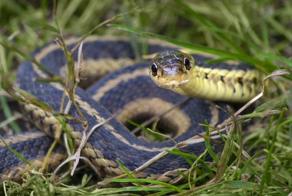 Is Natureās Mace snake repellent worth it?