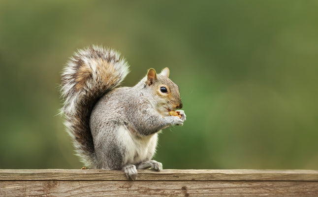 Modifications to keep squirrels off fence