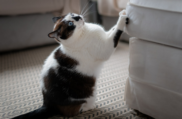Prevent Cats from Clawing Furniture