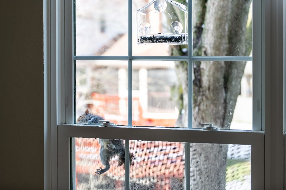 REPELLING SQUIRRELS OFF YOUR WINDOW SILLS
