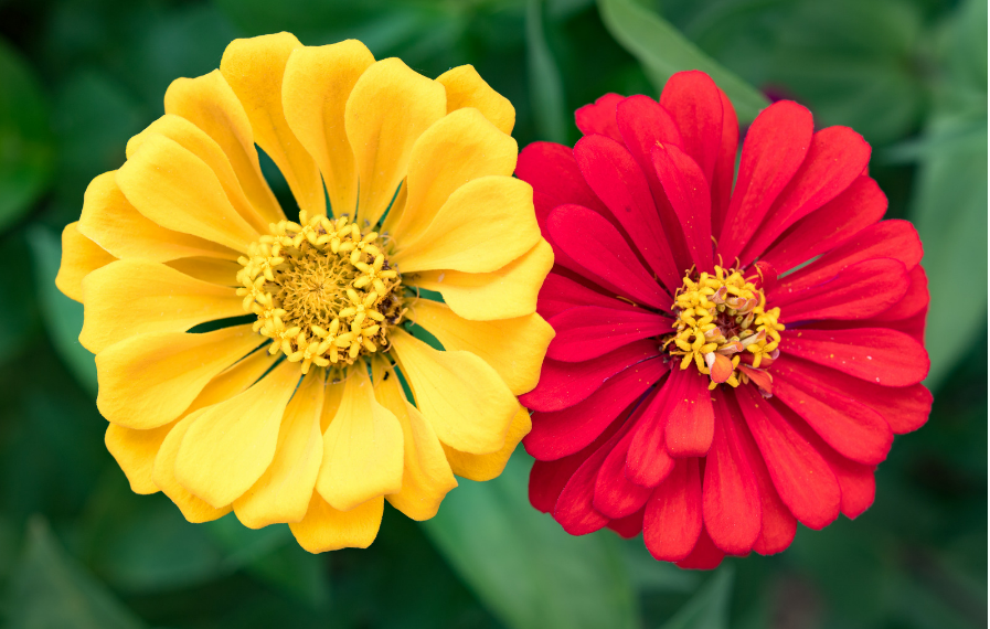 Do deer eat zinnias?