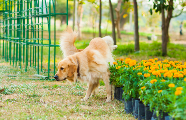 Effective Dog Deterrent Methods