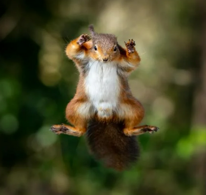 Strategies to Keep Away Squirrels