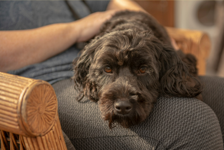 The Best Dog Repellents