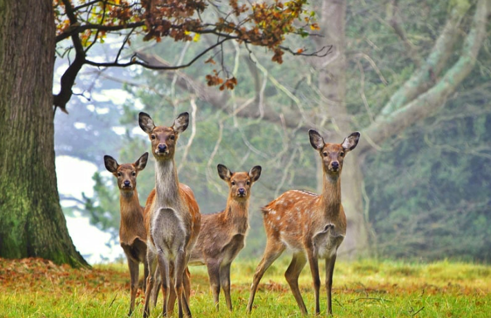 The "Deer Off" Strategy for Your Garden
