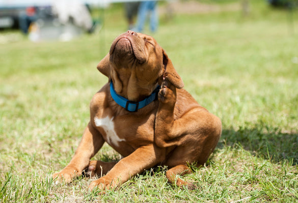 How to: Keep mosquitos & bugs off of your dog!