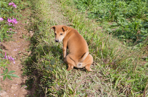 Urine Dog Repellent