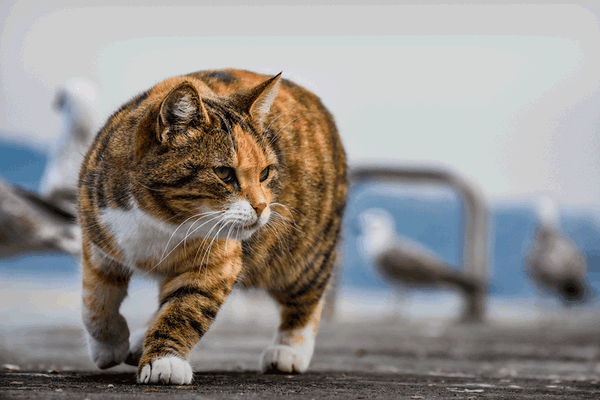 Using citrus to keep cats off furniture