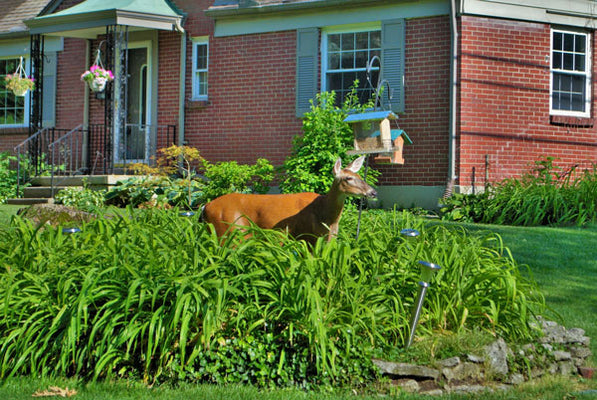What do deer eat in the backyard?