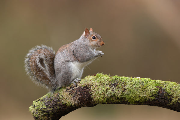 What homemade ingredients control squirrels in the garden?