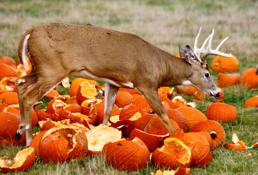 Do Deer Eat Pumpkins?