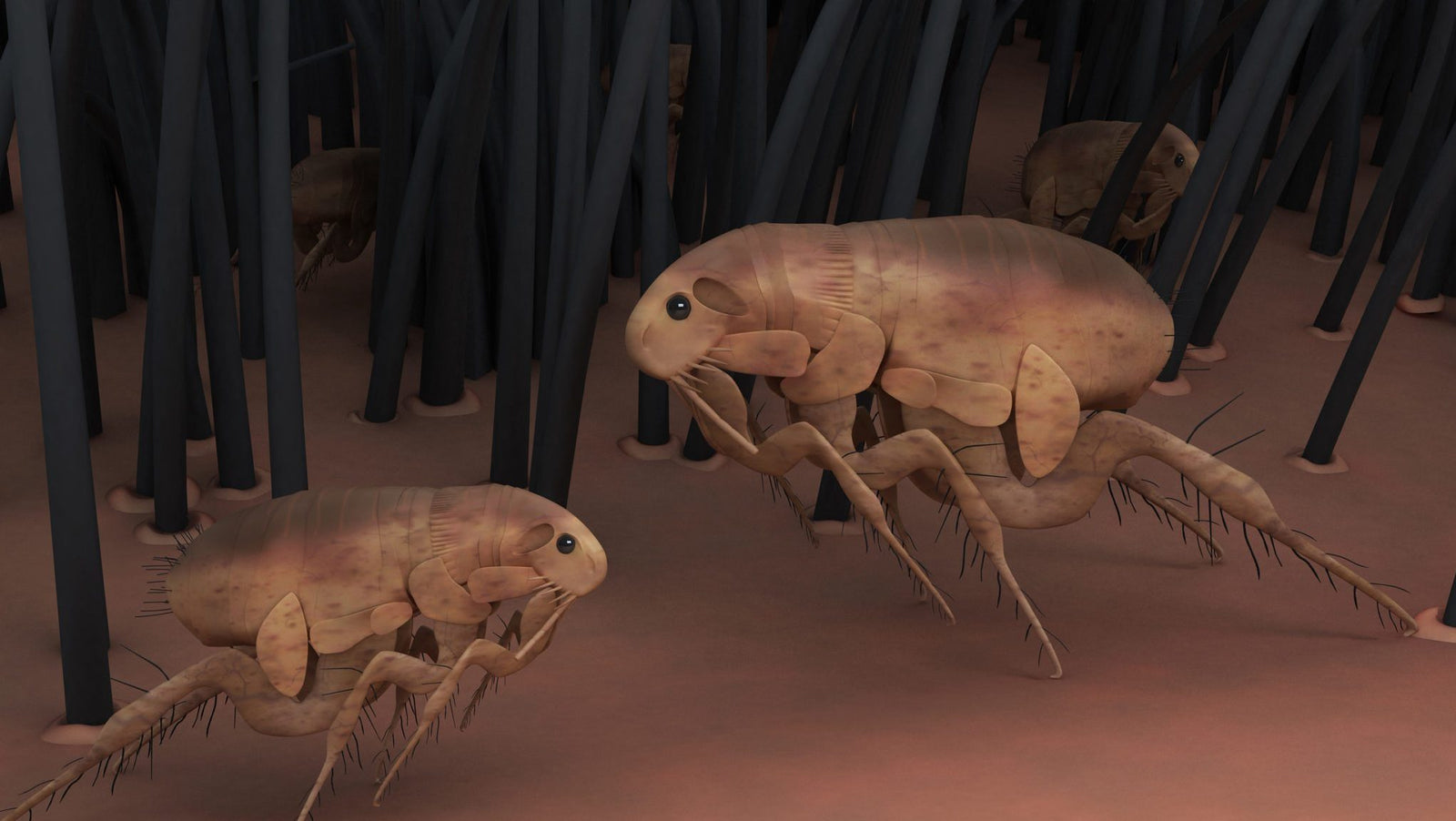 Where Do Fleas Come From?