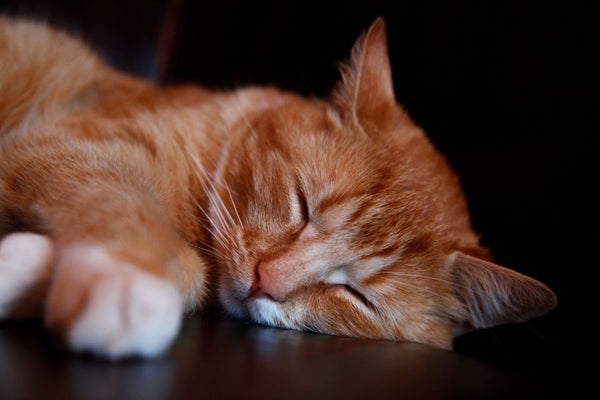 4 Cat Repellent Ideas You Can Try Today