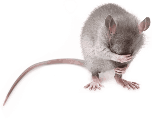 How to repel pack rats naturally