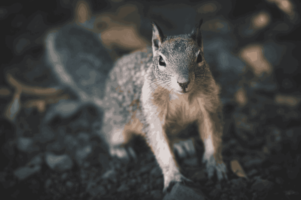 5 Effective Physical Squirrel Deterrents