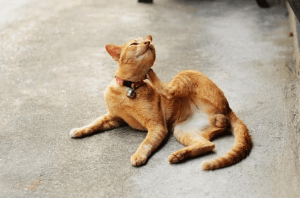 Will bed bugs bite cats?