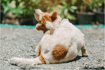 Will bed bugs bite my dog?