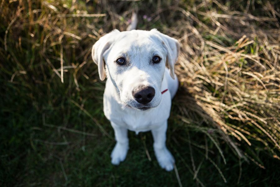 WILL BED BUGS GET ON DOGS?