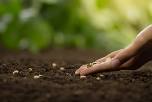 seed vegetables
