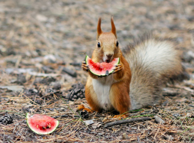 Keep Squirrel Out of Garden