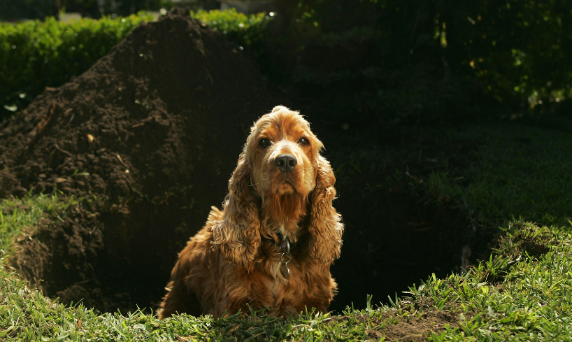 Stop Dogs from Digging