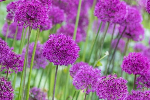 Top 5 Plants to Deter Squirrels
