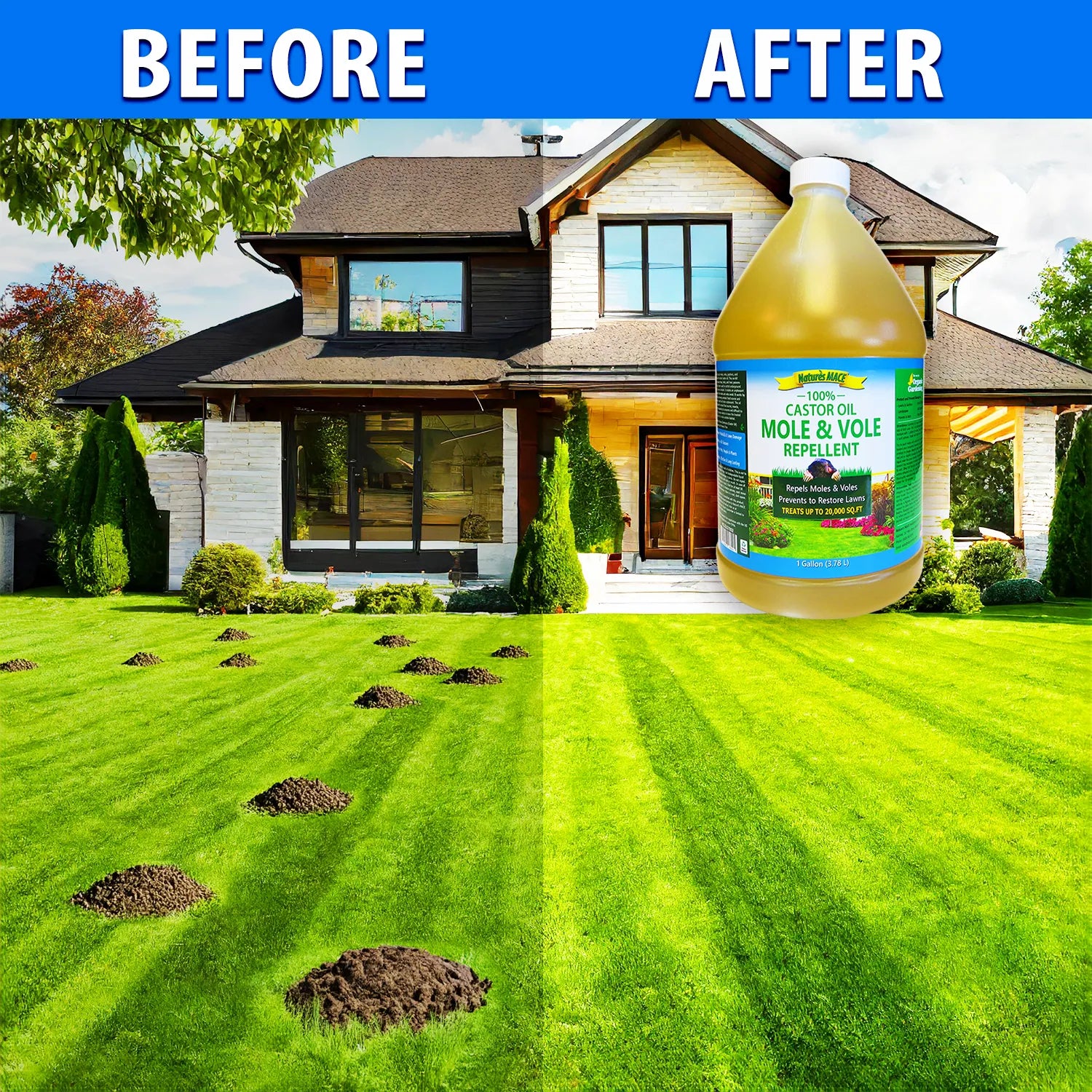 Before and After Mole and Vole MACE Pure Castor Oil Lawn Treatment | gallery:all