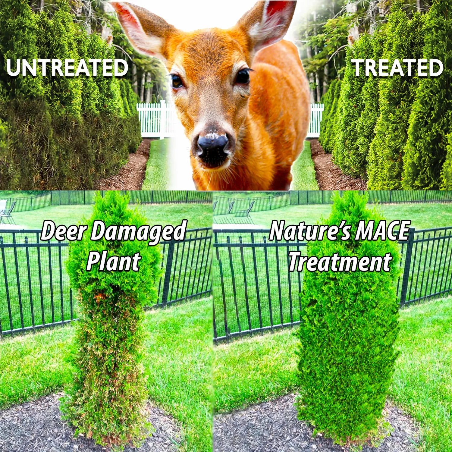 Liquid Deer and Rabbit Repellent Protects Shrubbery | gallery:all
