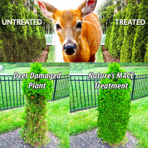 Liquid Deer and Rabbit Repellent Protects Shrubbery