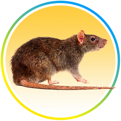 Nature's MACE Rodent Repellent Mouse Repellent Spray
