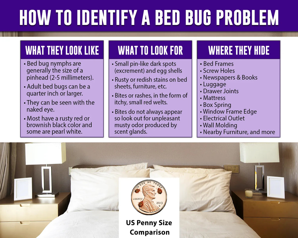 Nature's MACE Bed Bug Killer How to Identify a Bug problem