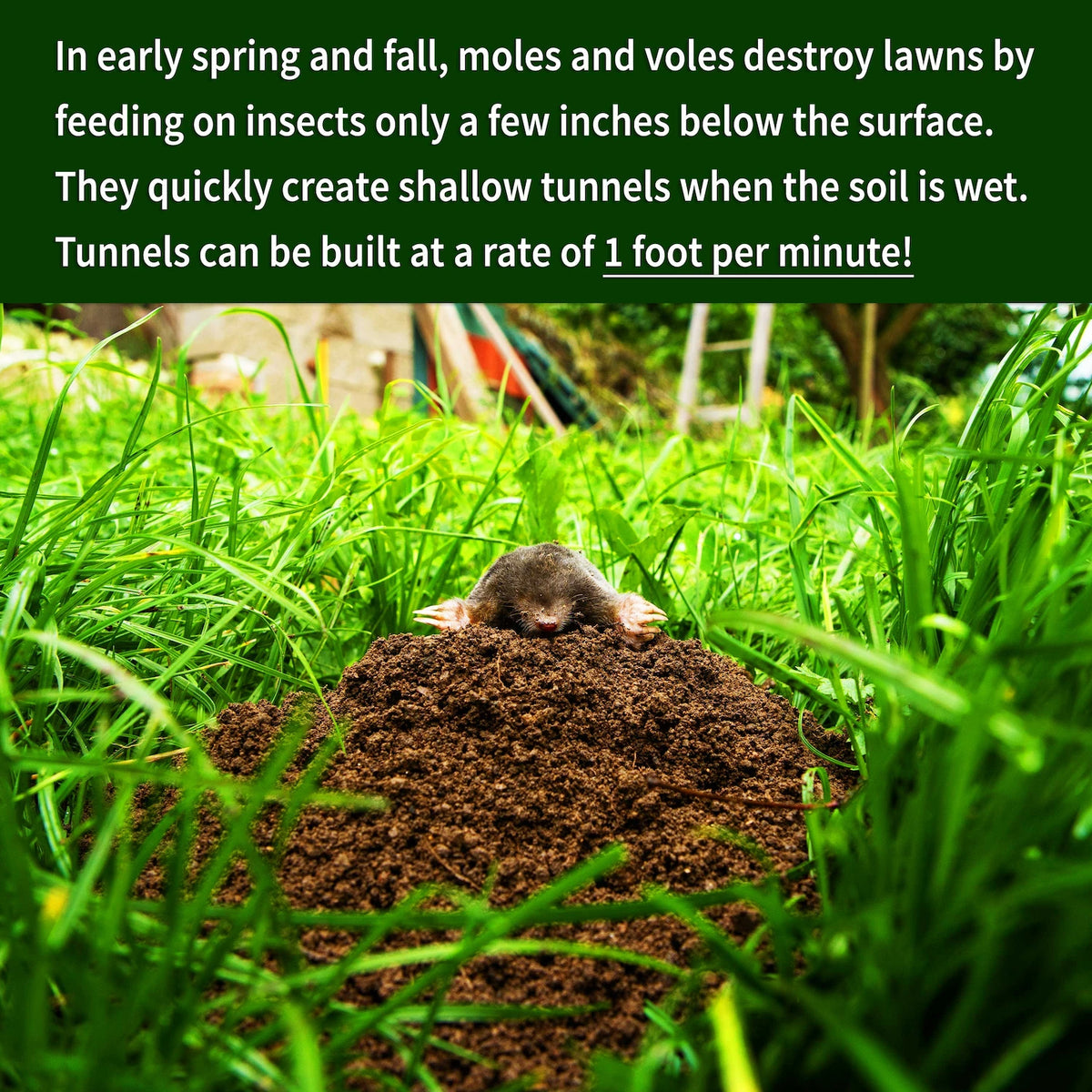 Mole Repellent informative image