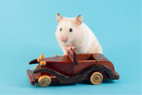 Why do you need rodent repellent for cars?