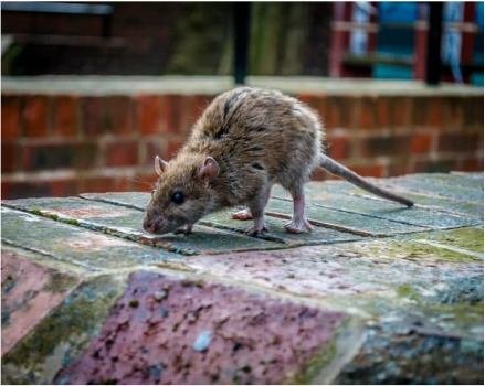 What is the best outdoor rat repellent?