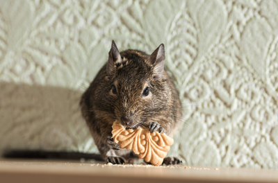 Do rodent repellents actually work?