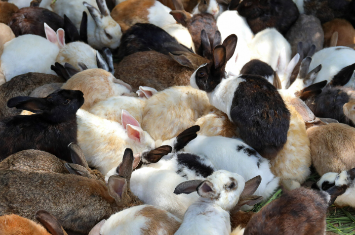 How do I get rid of rabbits in my yard naturally?